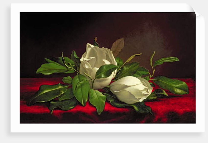 Magnolia by Martin Johnson Heade