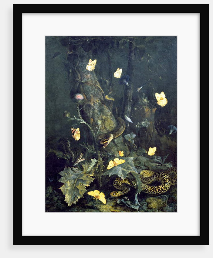 Snakes and Butterflies, 1670 by Otto Marseus van Schrieck