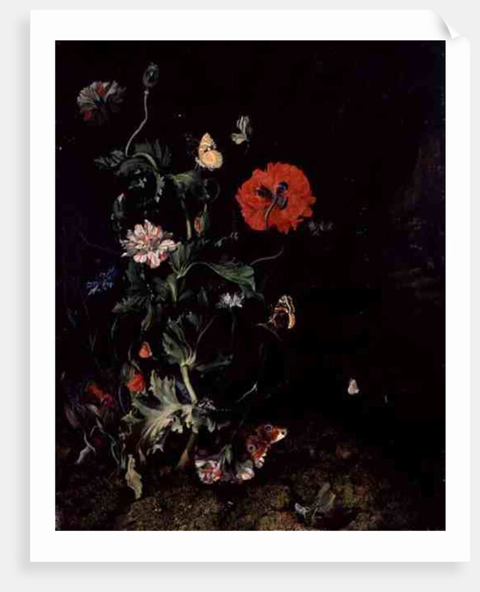 Forest Floor Still Life with Flowers and Butterflies by Rachel Ruysch