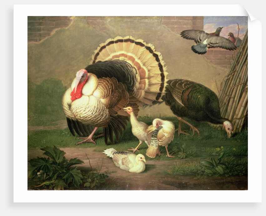 Turkeys by Johan Wenzel Peter