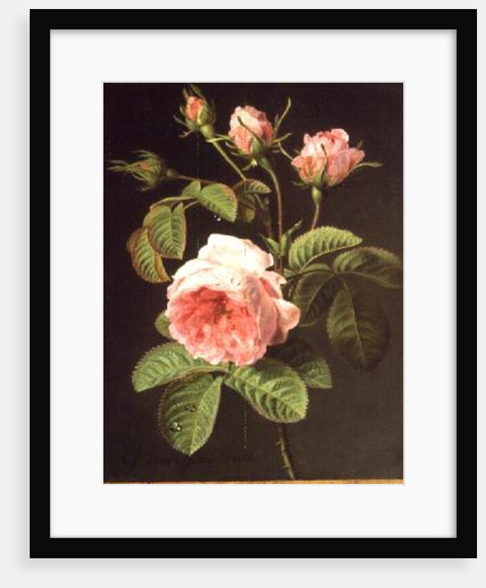 A Branch of Roses by Cornelis van Spaendonck