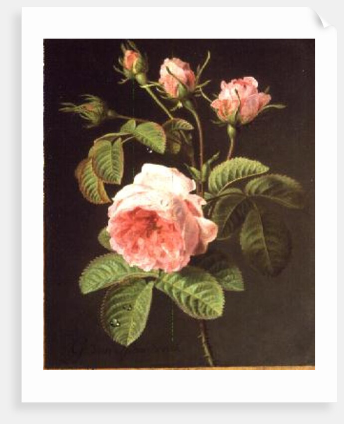 A Branch of Roses by Cornelis van Spaendonck