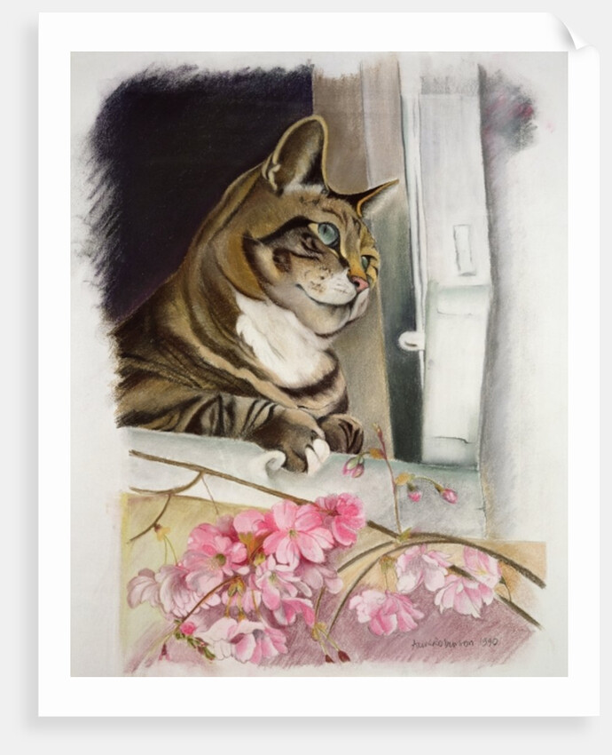 Stripy at the window by Anne Robinson