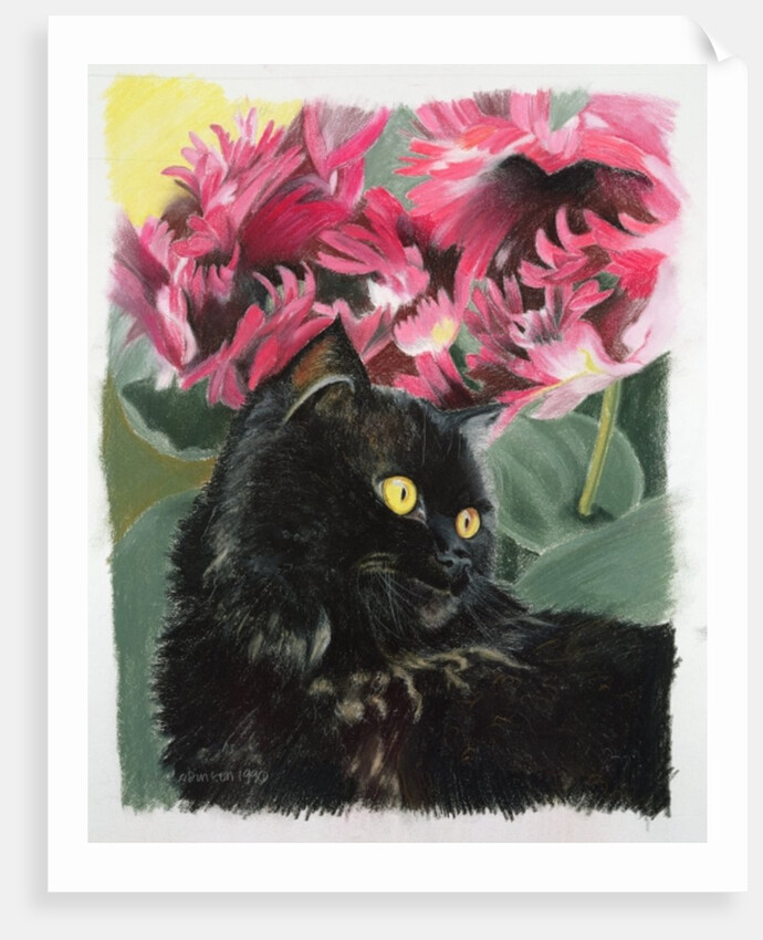 Black tulips by Anne Robinson