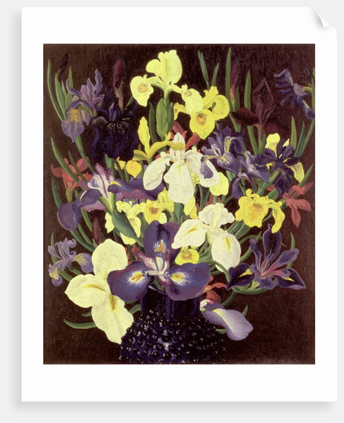Group of Irises, c.1940 by Cedric Morris