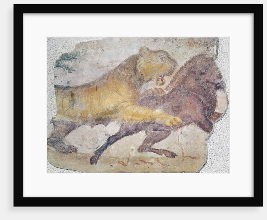 A Tiger attacking a Wild Boar by Roman