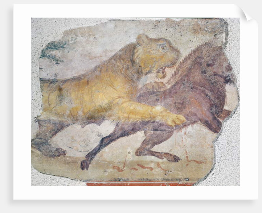 A Tiger attacking a Wild Boar by Roman