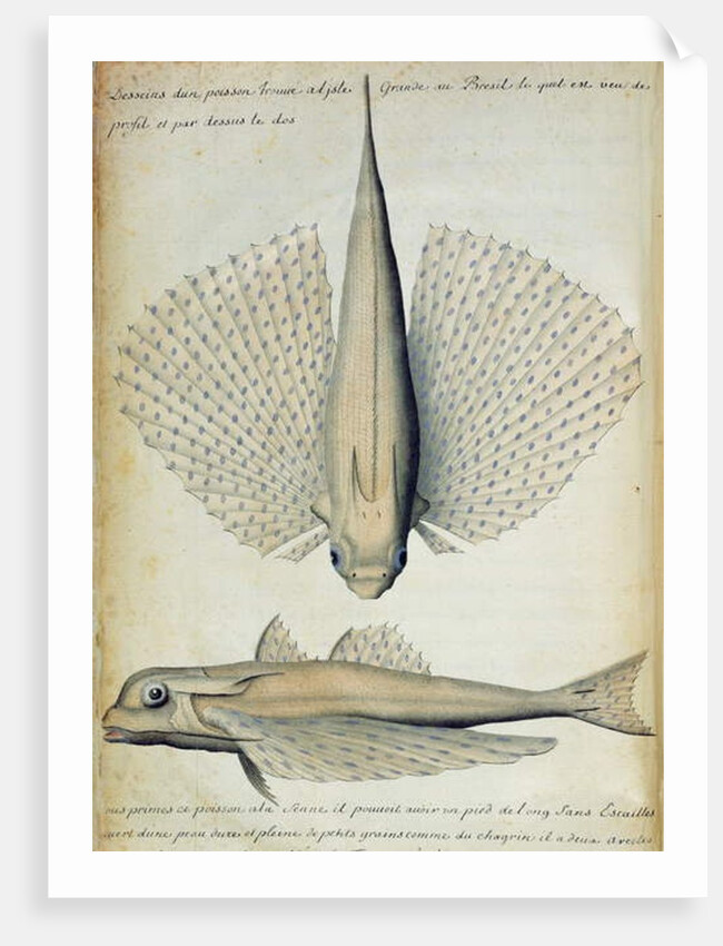 Fish found at Ilha Grande, Brazil by French School