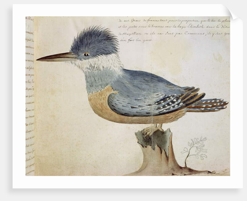 Bird, close to the Jay of France, near the Strait of Magellan by French School