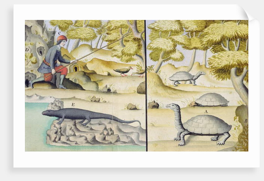 Animals encountered in the Galapagos Islands by French School