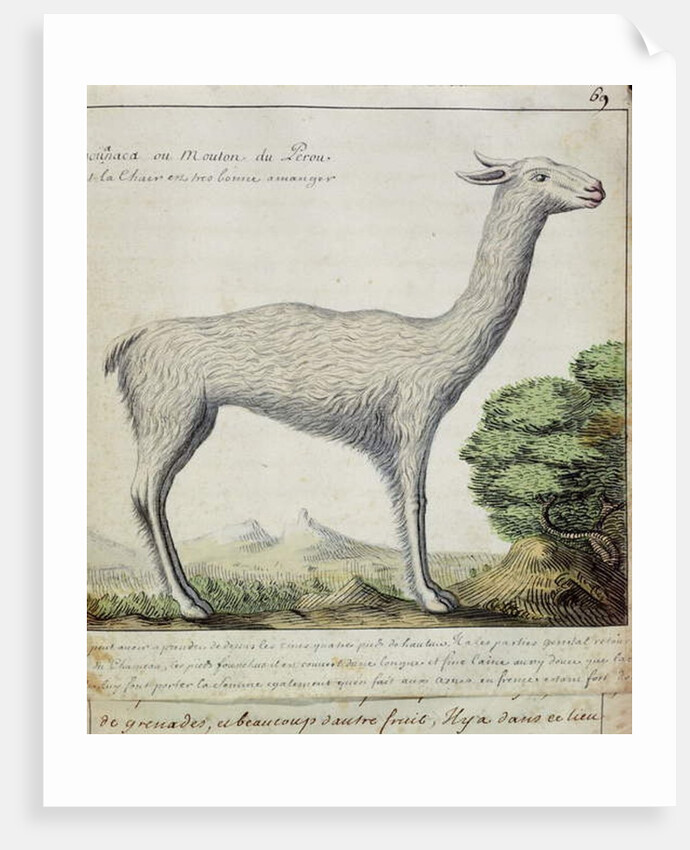 Sheep of Peru by French School