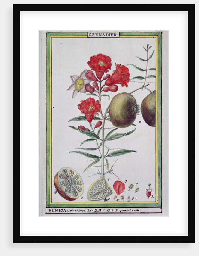 Pomegranate Tree by Delahaye Delahaye