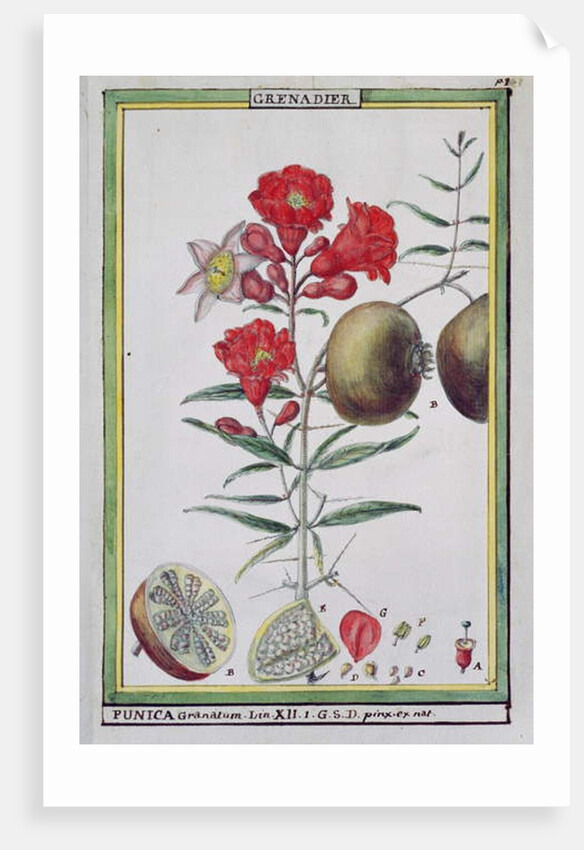 Pomegranate Tree by Delahaye Delahaye