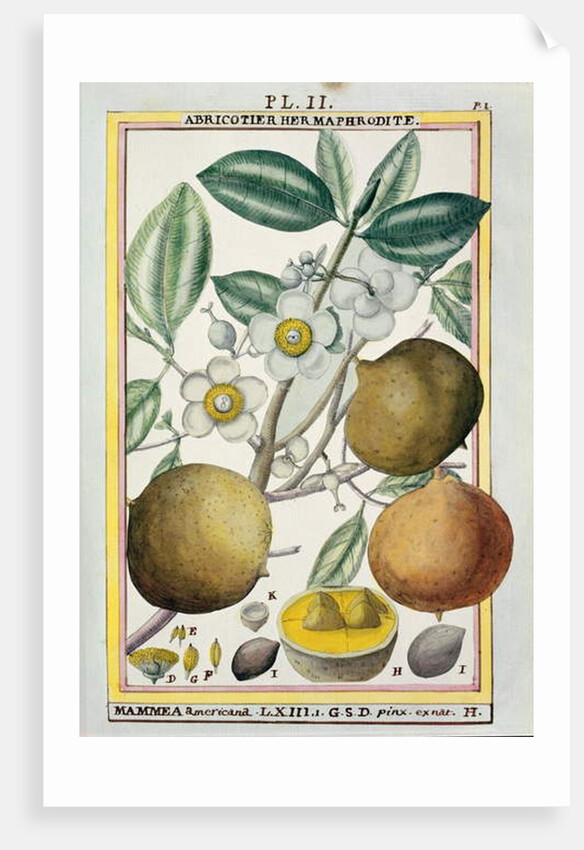 Hermaphrodite apricot tree by Delahaye Delahaye