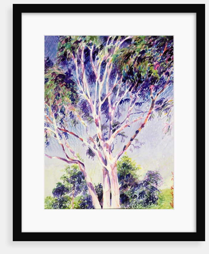 Gum Tree, Australia by Robert Tyndall
