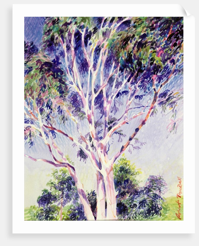 Gum Tree, Australia by Robert Tyndall