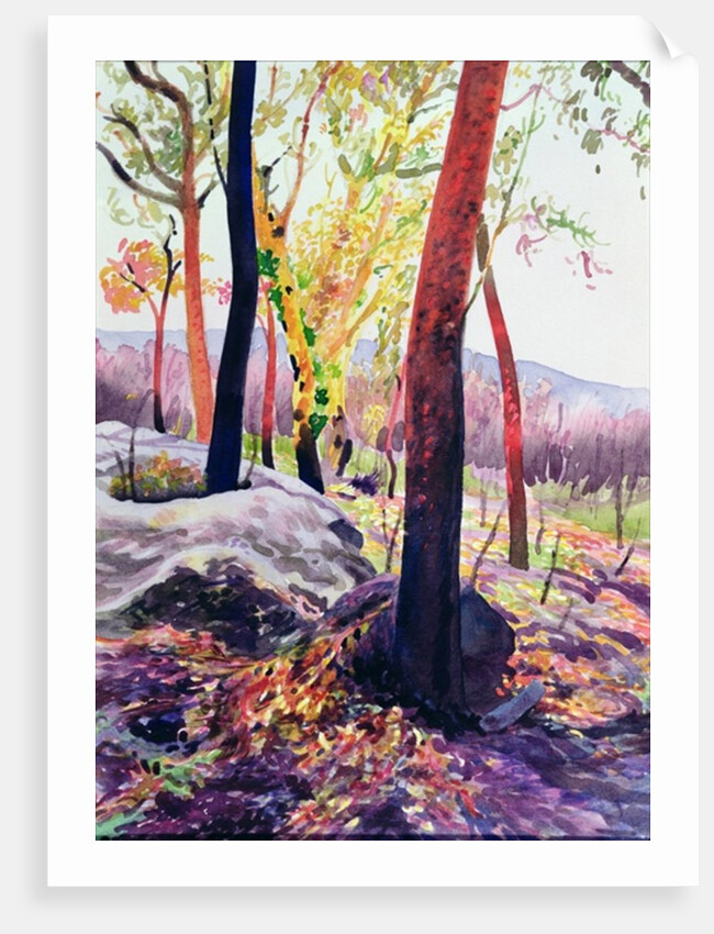 Bush Fire Survivors, Sydney, 1994 by Robert Tyndall