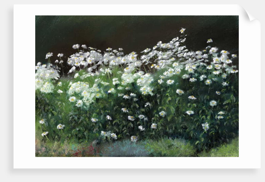 Shasta Daisies, 1992 by Anthony Rule