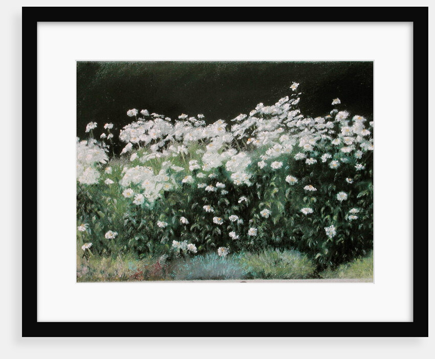 Shasta Daisies, 1992 by Anthony Rule