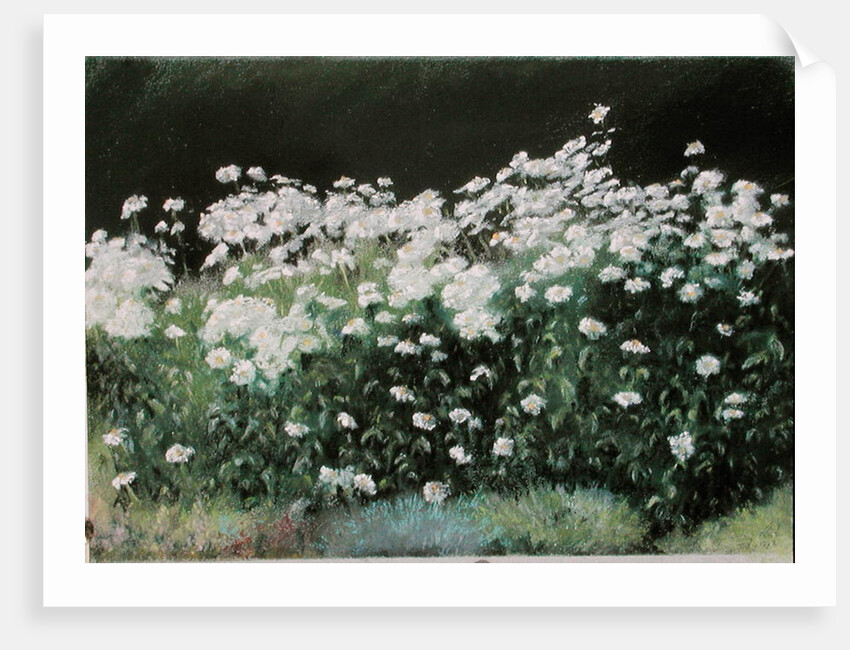 Shasta Daisies, 1992 by Anthony Rule