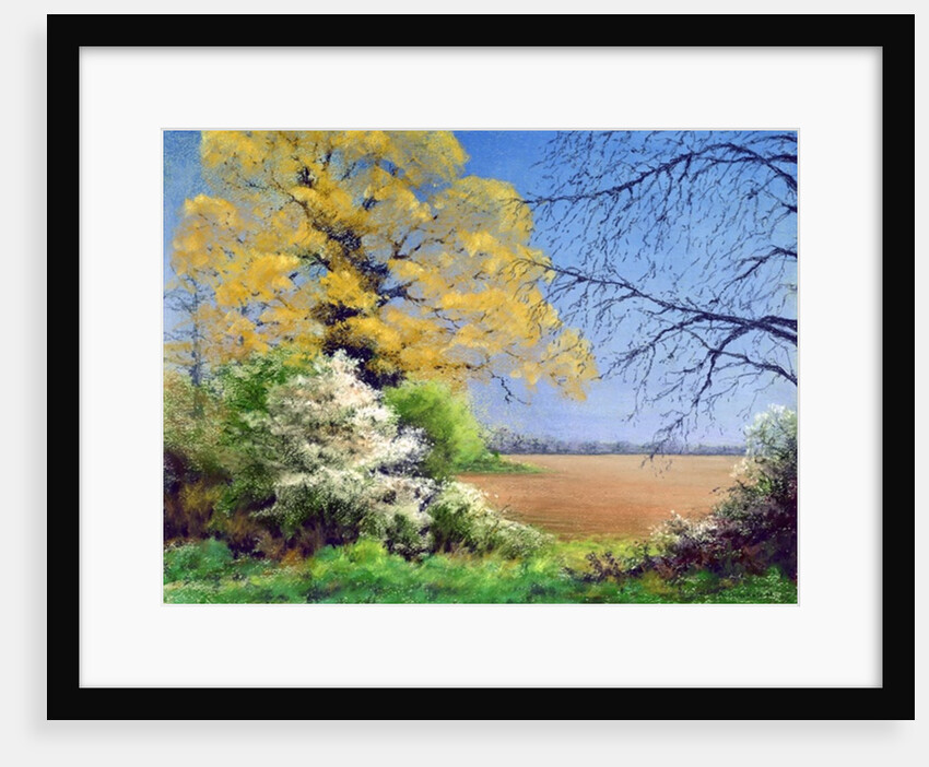 Blackthorn Winter, 2003 by Anthony Rule