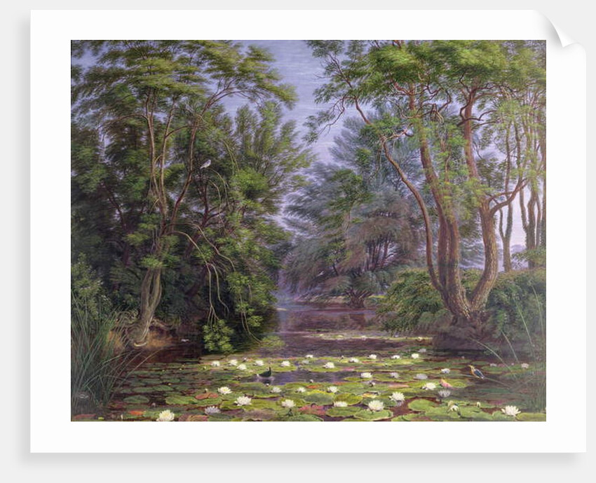 River Cherwell Waterlilies, 1851 by William Turner