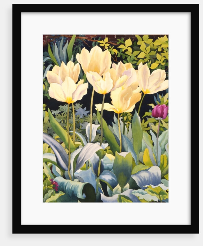 Pale Tulips by Christopher Ryland