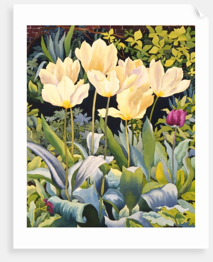 Pale Tulips by Christopher Ryland