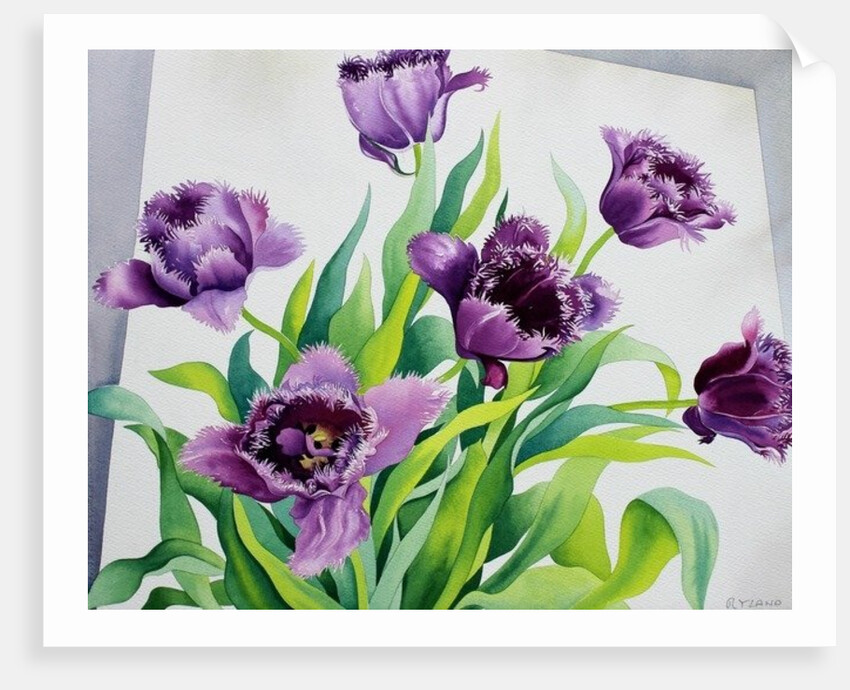 Purple Fringe Tulips, 2015 by Christopher Ryland