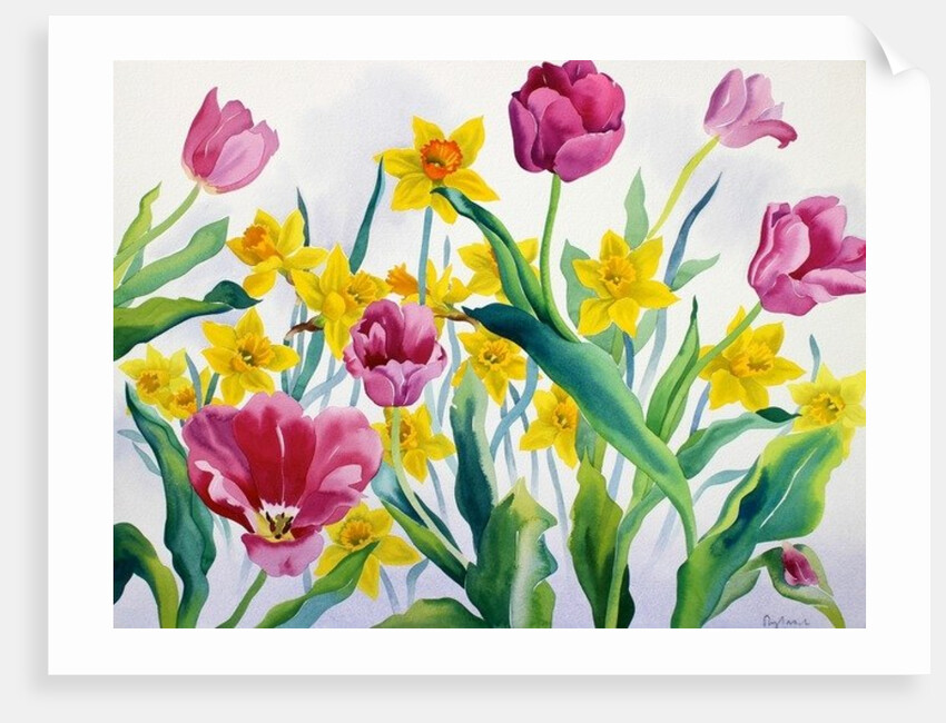 Daffodils and Tulips by Christopher Ryland