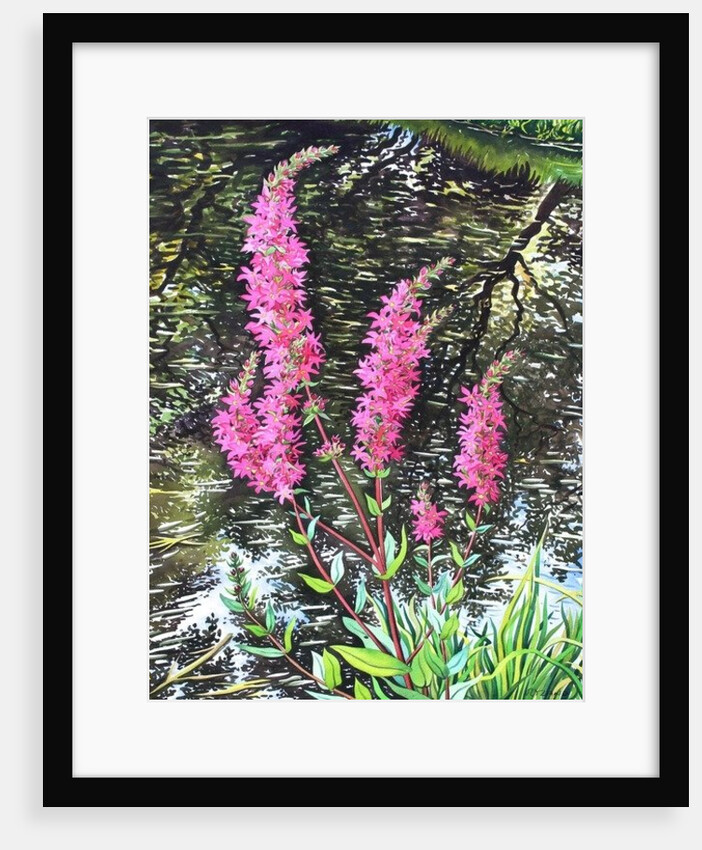 Wild Loosestrife, 2014 by Christopher Ryland