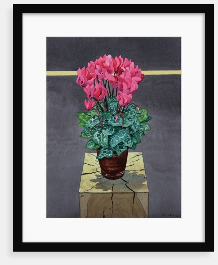 Still Life Cyclamen, 2014 by Christopher Ryland
