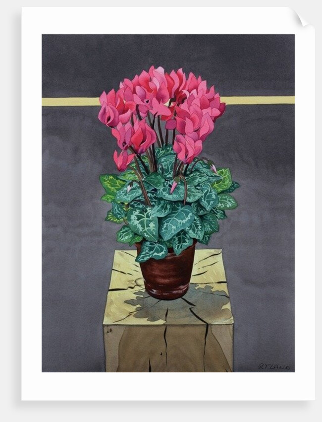 Still Life Cyclamen, 2014 by Christopher Ryland