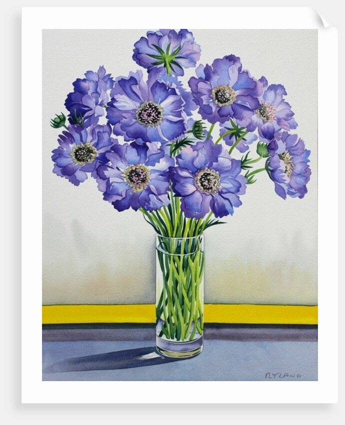 Scabious with Yellow Band, 2015 by Christopher Ryland