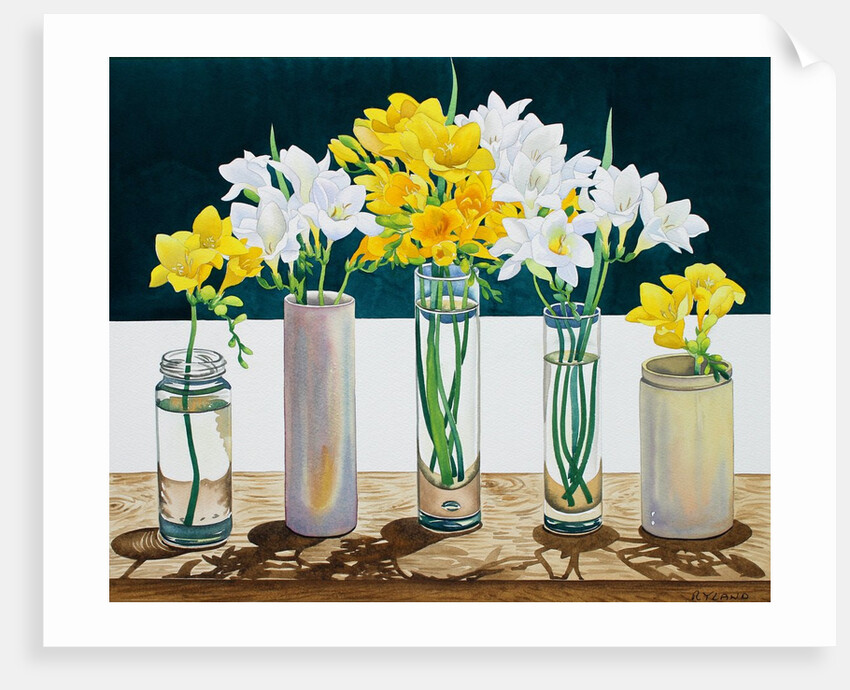 Still Life Freesias, 2015 by Christopher Ryland