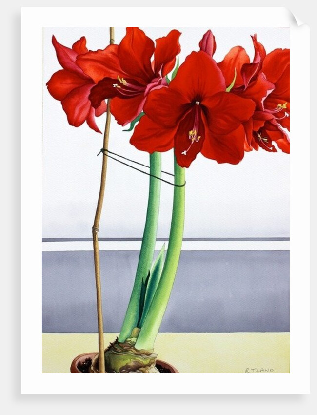 Red Amaryllis 2, 2016 by Christopher Ryland