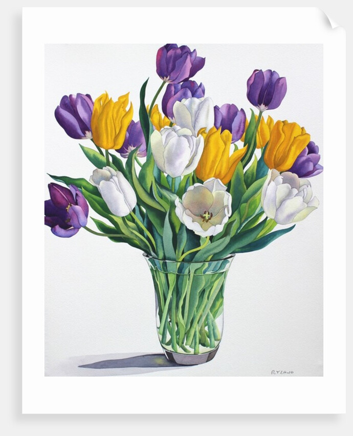 Tulips in Glass Vase, 2015 by Christopher Ryland