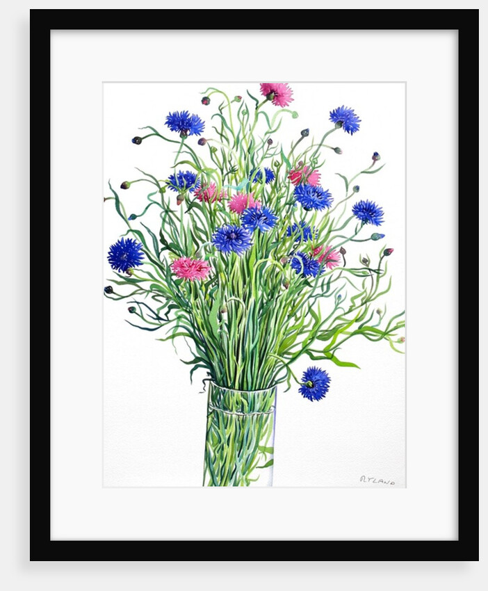 Cornflowers, 2015 by Christopher Ryland