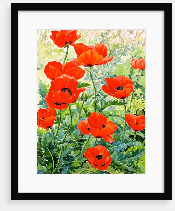 Garden Red Poppies, 2016 by Christopher Ryland