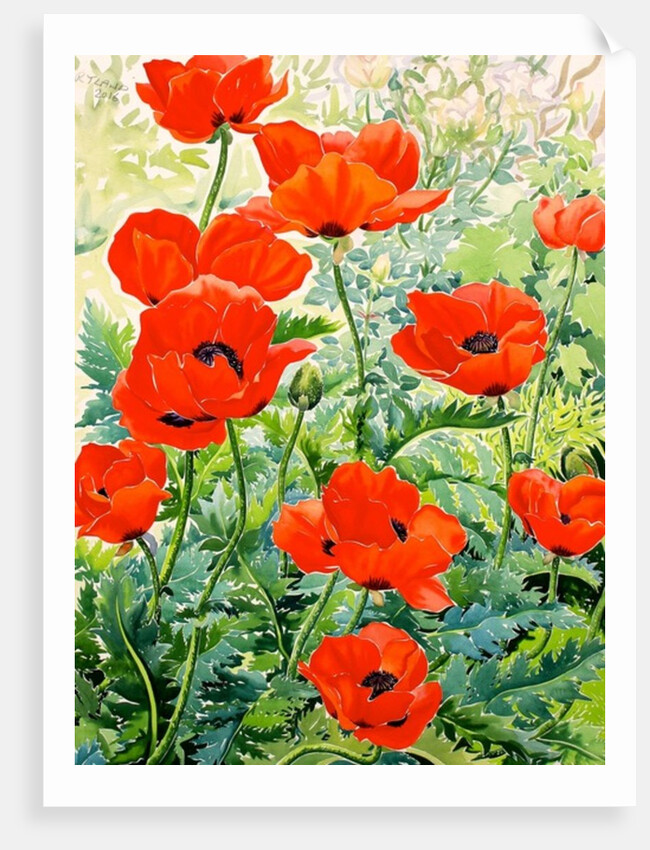 Garden Red Poppies, 2016 by Christopher Ryland