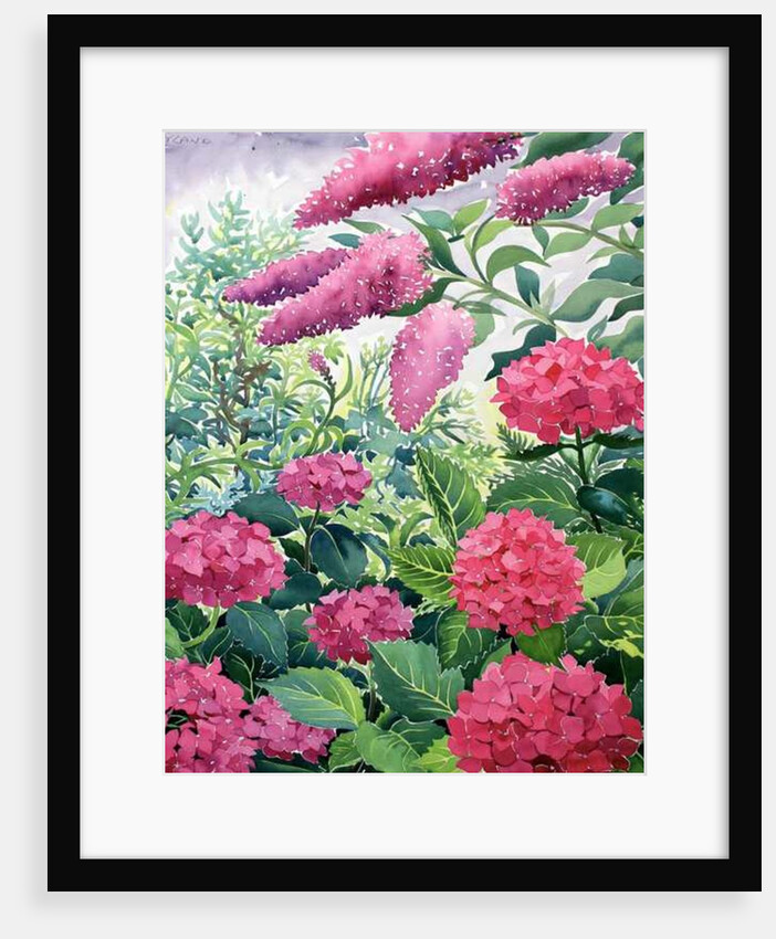 Garden Hydrangeas and Buddleia, 2016 by Christopher Ryland