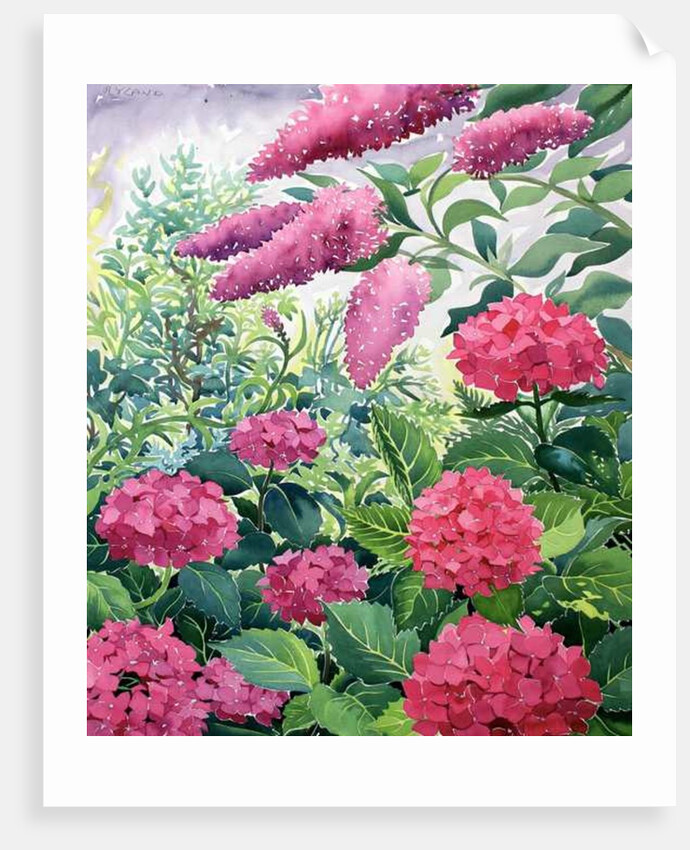 Garden Hydrangeas and Buddleia, 2016 by Christopher Ryland