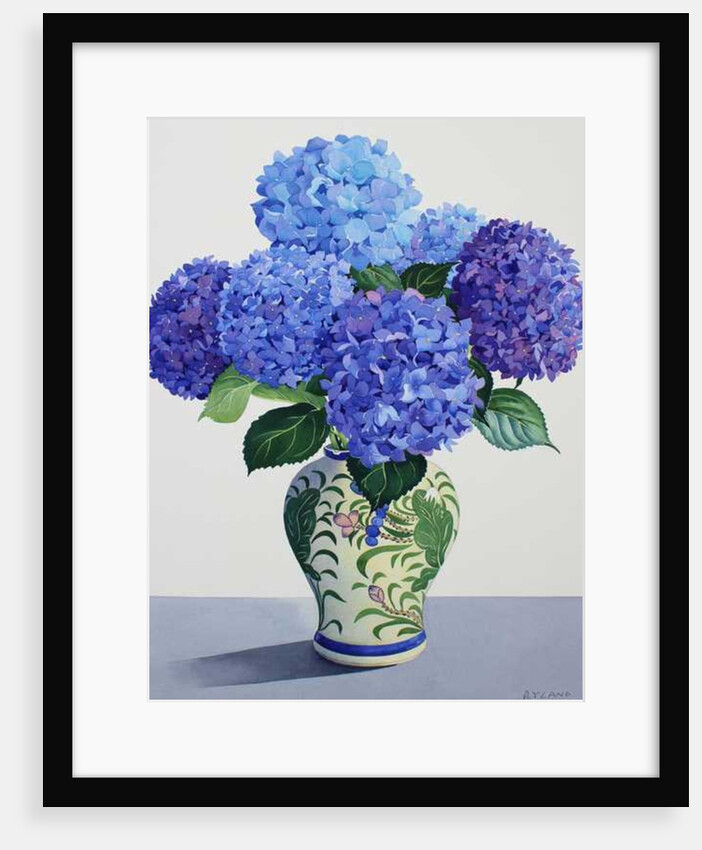 Blue Hydrangeas, 2016 by Christopher Ryland