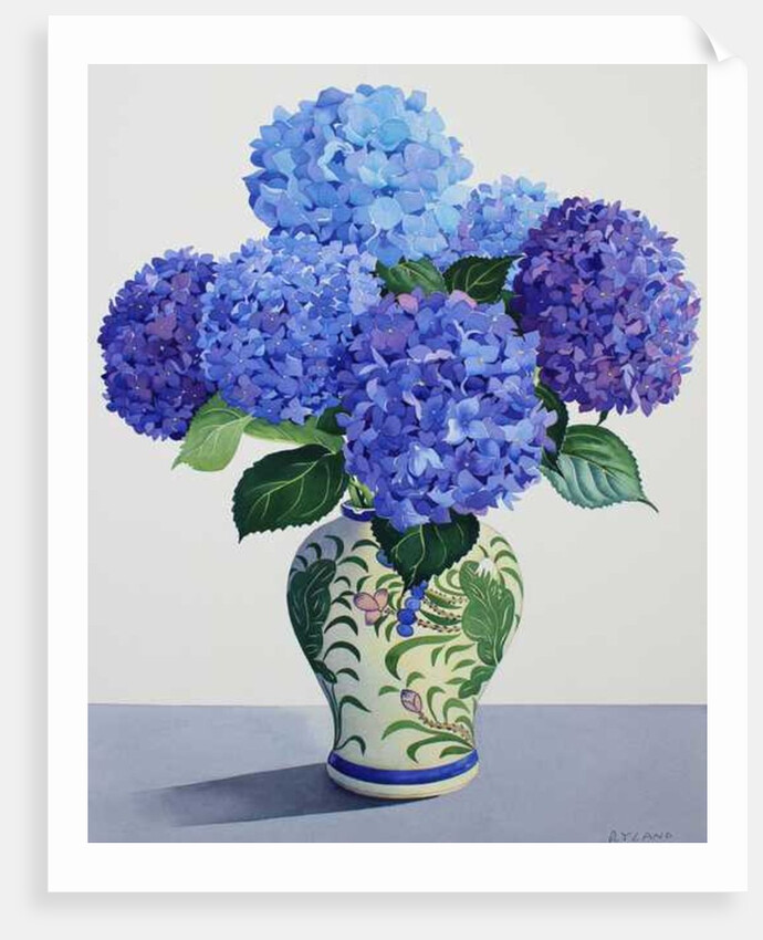 Blue Hydrangeas, 2016 by Christopher Ryland