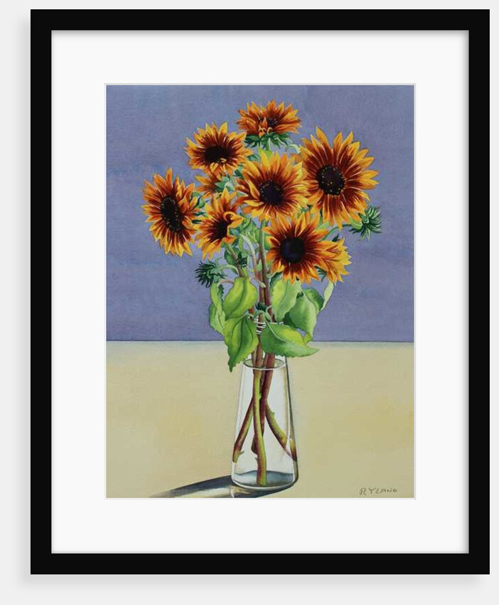 Sunflowers, 2016 by Christopher Ryland