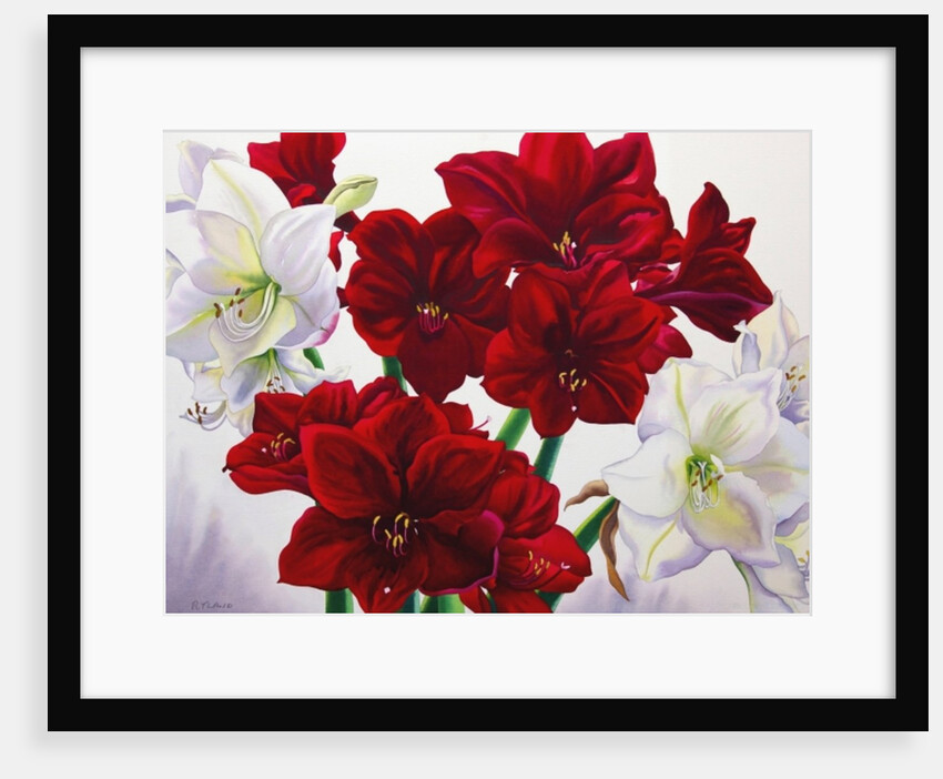 Red and White Amaryllis, 2008 by Christopher Ryland