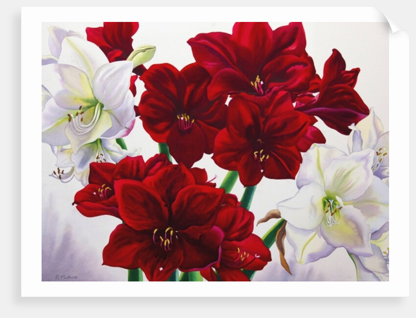 Red and White Amaryllis, 2008 by Christopher Ryland
