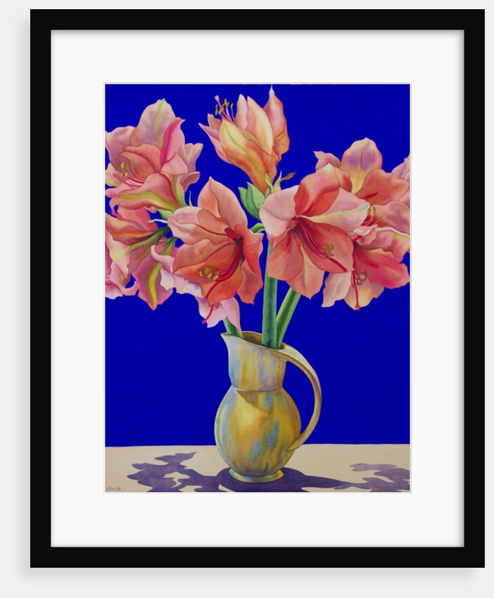 Amaryllis in a jug, 2007 by Christopher Ryland