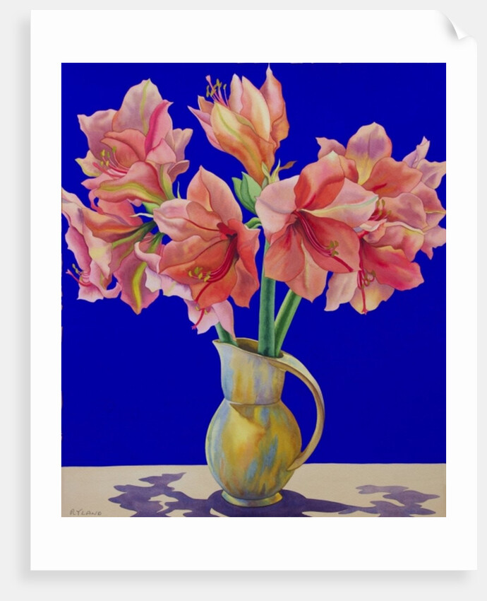 Amaryllis in a jug, 2007 by Christopher Ryland
