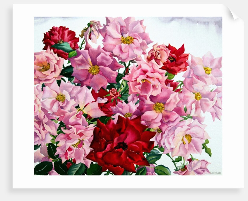 Red and Pink Roses, 2008 by Christopher Ryland